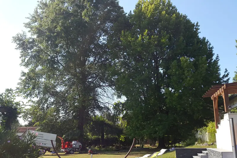 Grand arbre avant intervention, vu depuis le sol