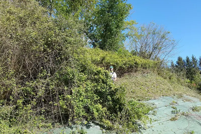 Terrain débroussaillé en bord de parcelle